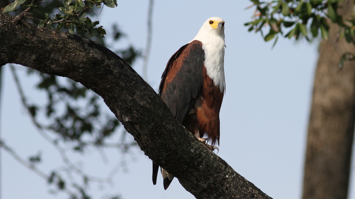 African Fish-Eagle - ML23772041