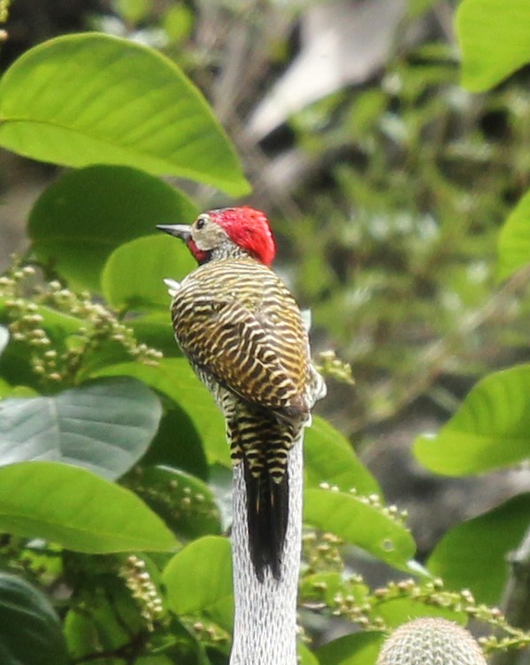 Black-necked Woodpecker - simon walkley