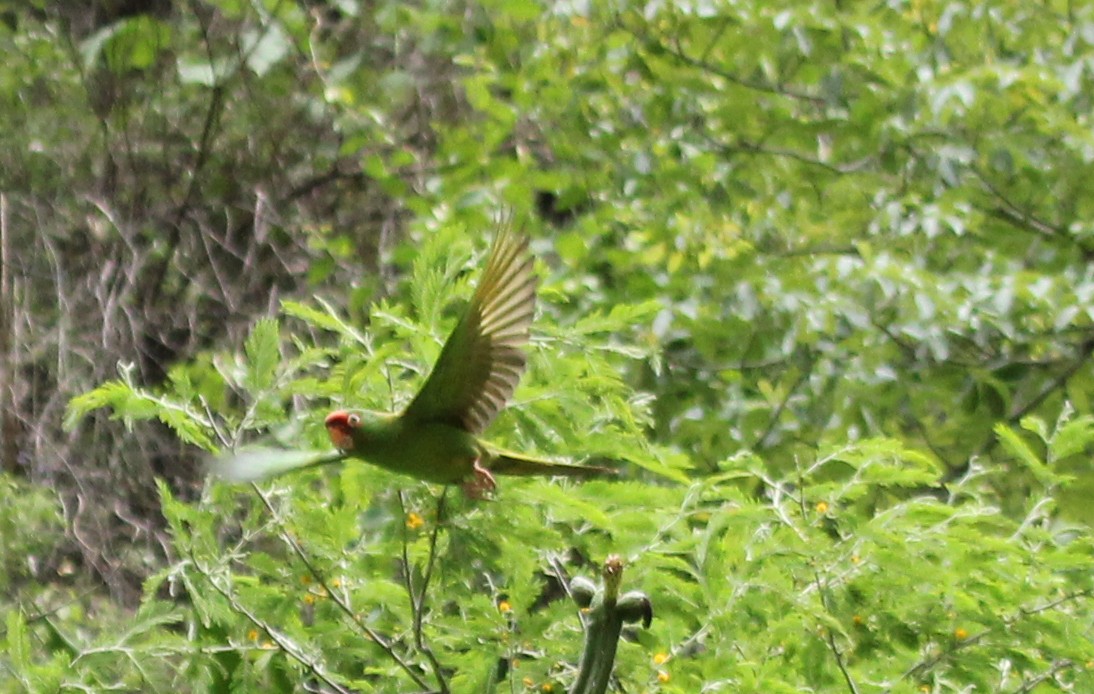 Red-masked Parakeet - ML237720941