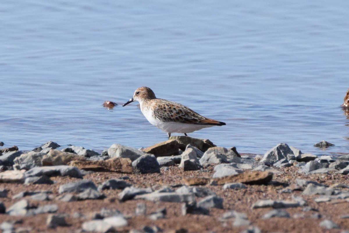 Little Stint - Andy Zhang