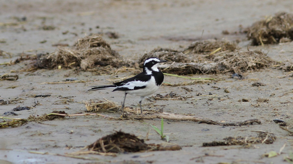 African Pied Wagtail - ML23772361