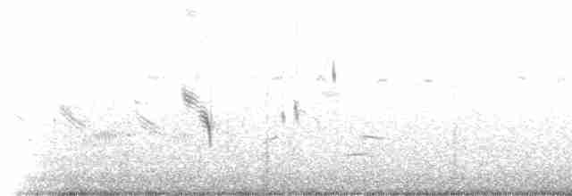 Beringstrandläufer (ptilocnemis) - ML237724