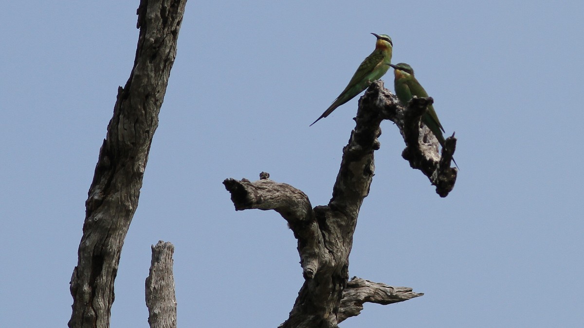 Blue-cheeked Bee-eater - Daniel Jauvin