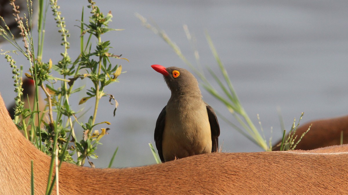 Red-billed Oxpecker - ML23772651