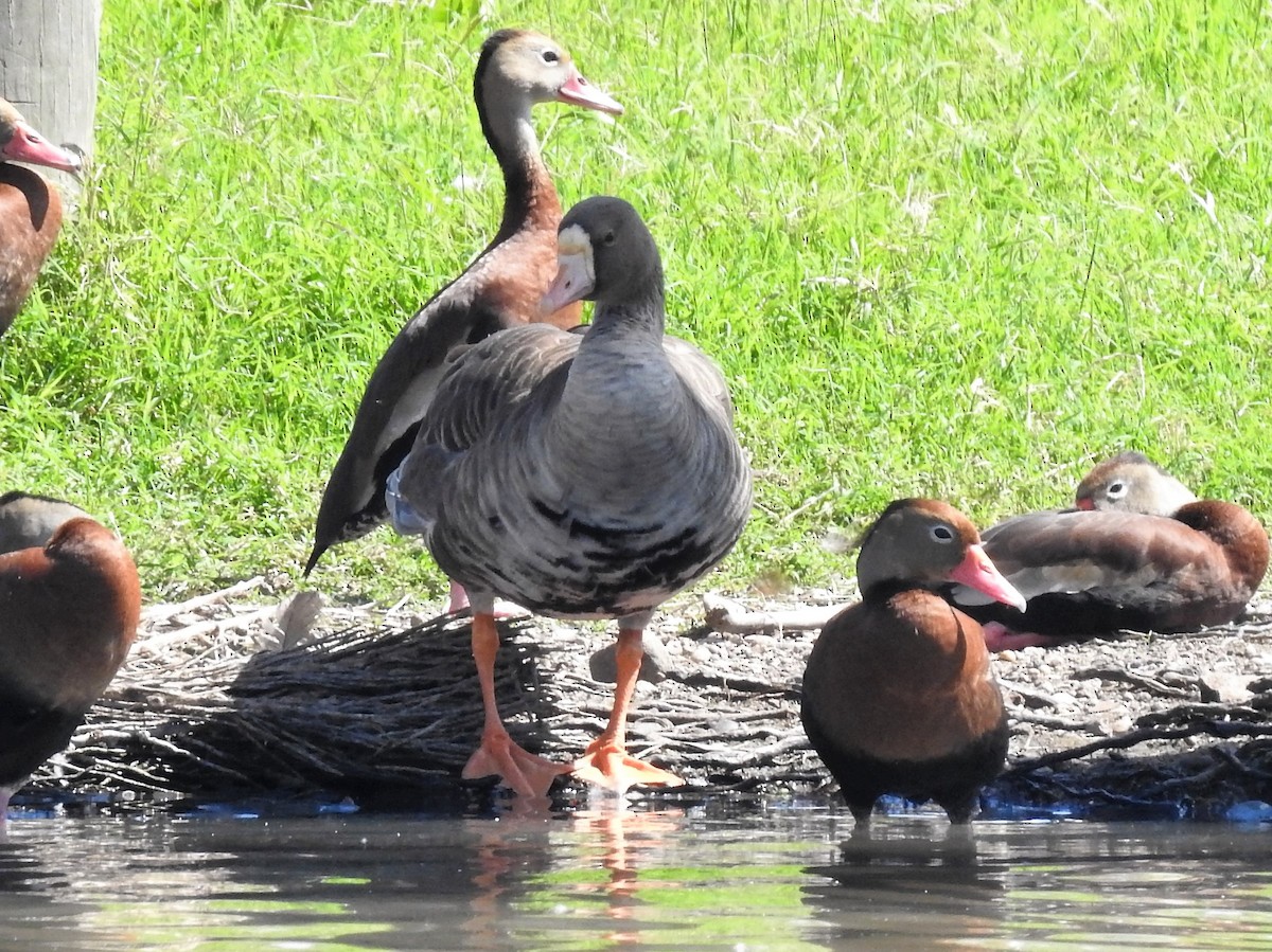 Greater White-fronted Goose - ML237727251