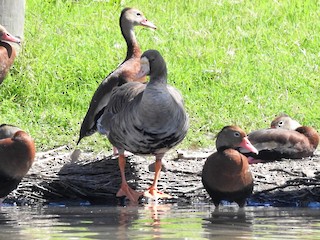 Greater White-fronted Goose, ML237727251
