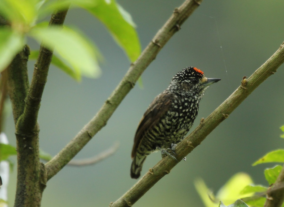 Speckle-chested Piculet - ML237729141