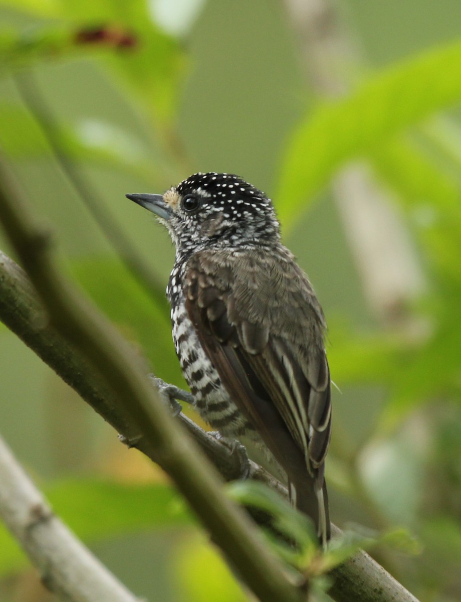 Speckle-chested Piculet - ML237729231