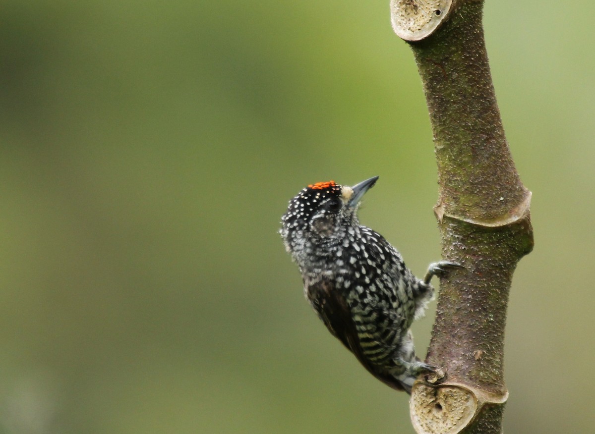 Speckle-chested Piculet - ML237729321