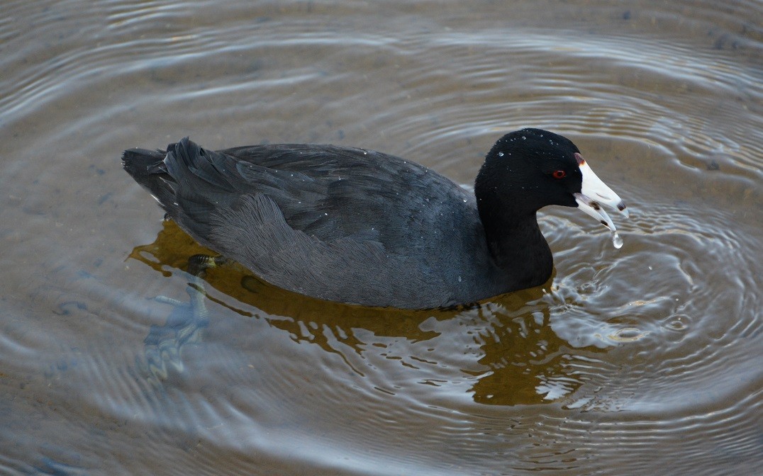 American Coot (Red-shielded) - "Chia" Cory Chiappone ⚡️