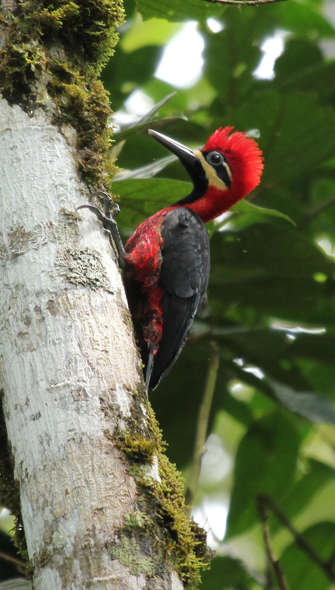Crimson-bellied Woodpecker - simon walkley