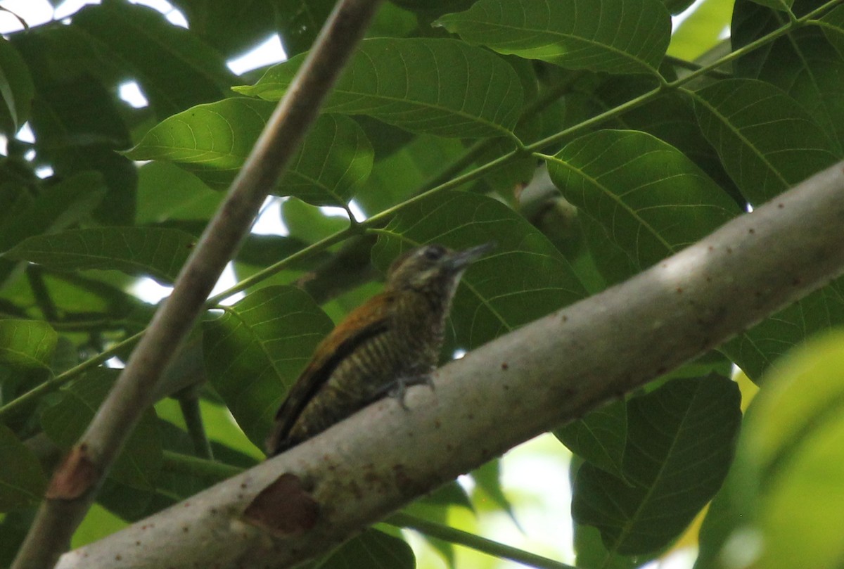 Bar-bellied Woodpecker - simon walkley