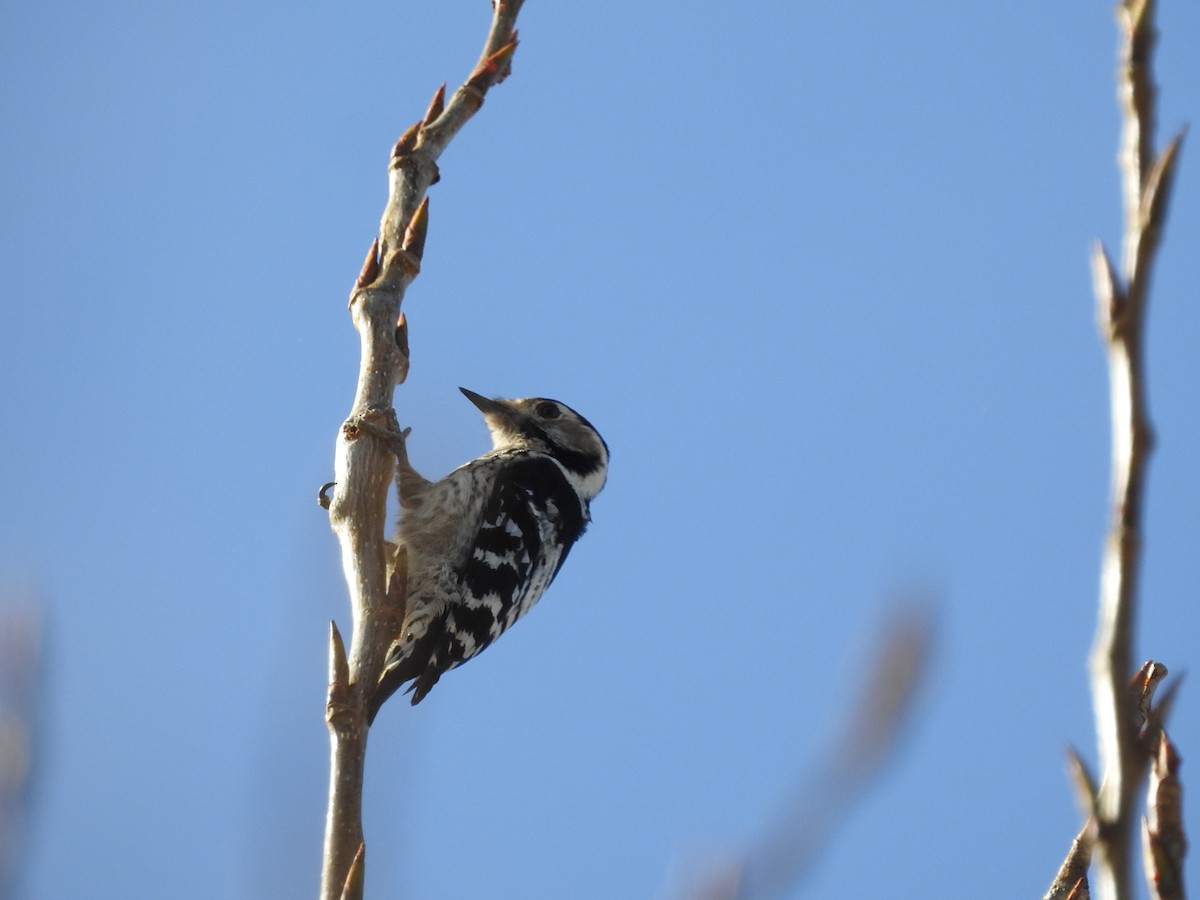 Lesser Spotted Woodpecker - Guillermo Parral Aguilar