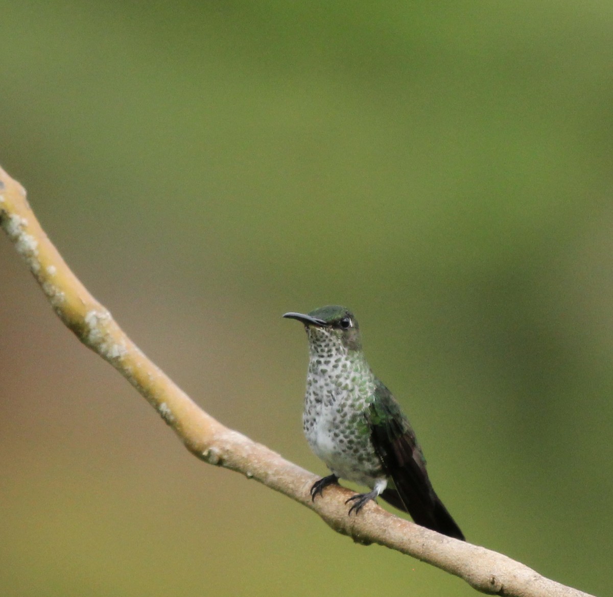 Many-spotted Hummingbird - simon walkley
