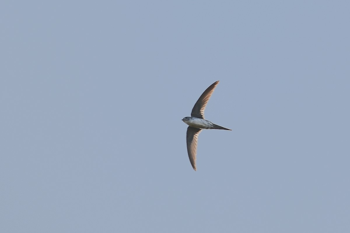 Fork-tailed Palm Swift - ML237740571