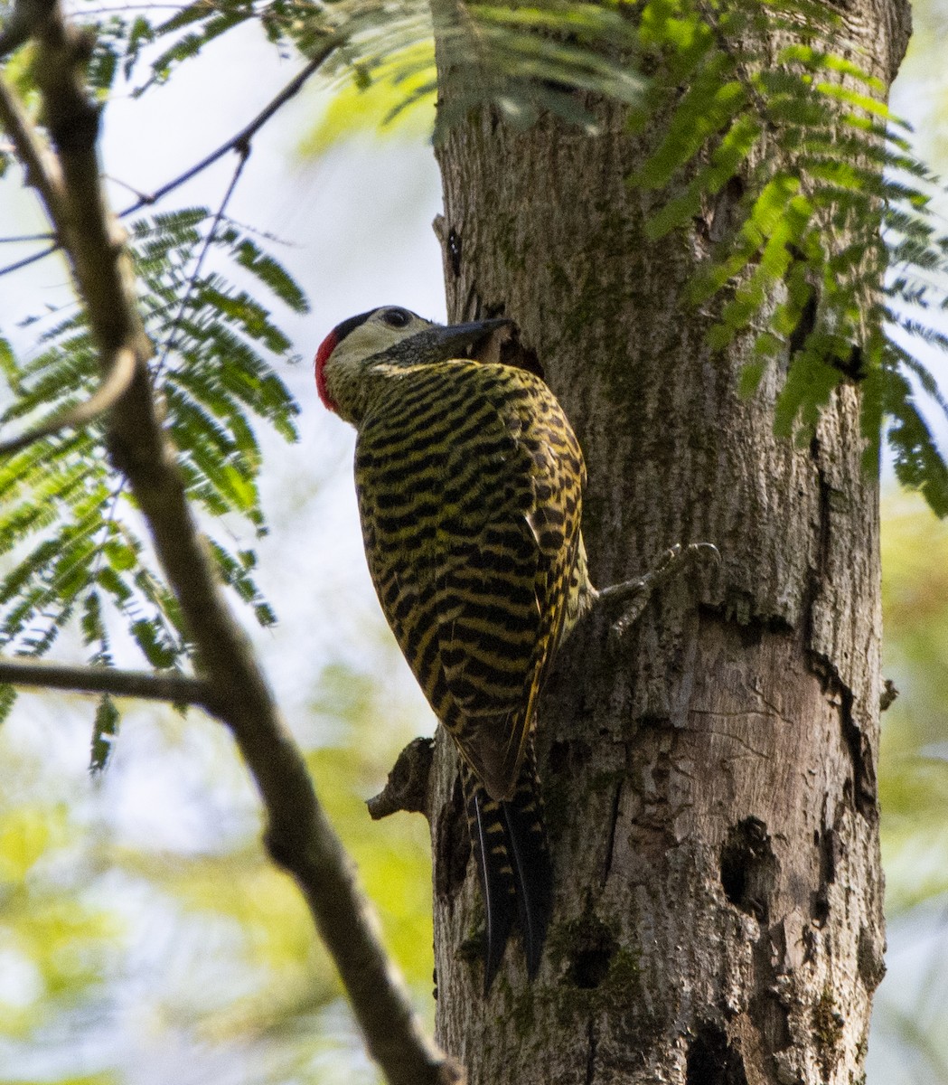 Green-barred Woodpecker - ML237741611