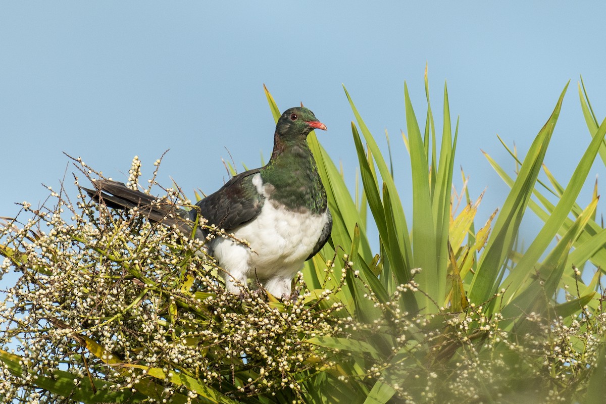 New Zealand Pigeon - ML237751241