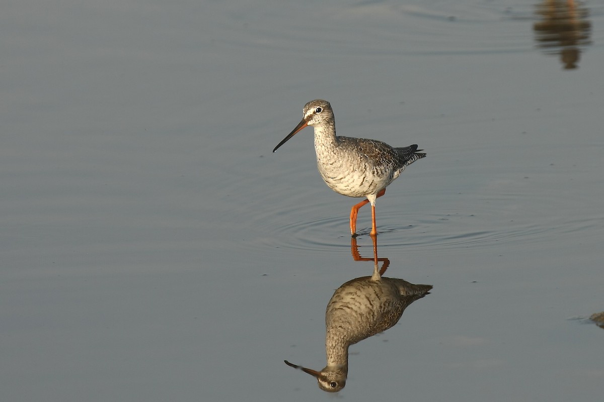 Spotted Redshank - ML237751361