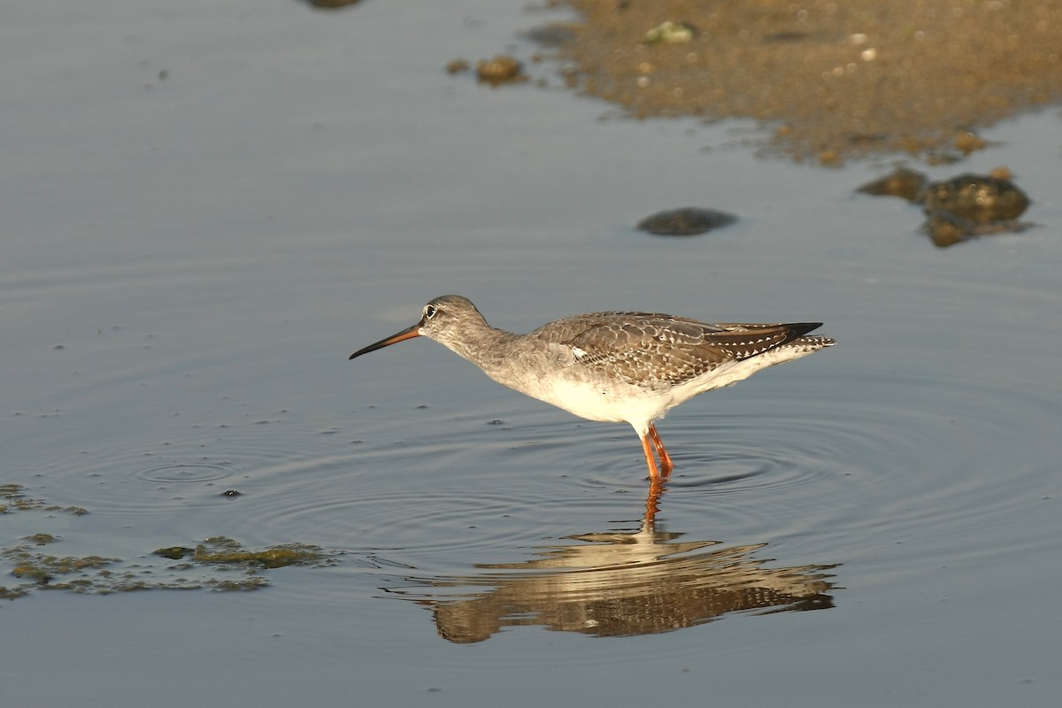 Spotted Redshank - ML237751371