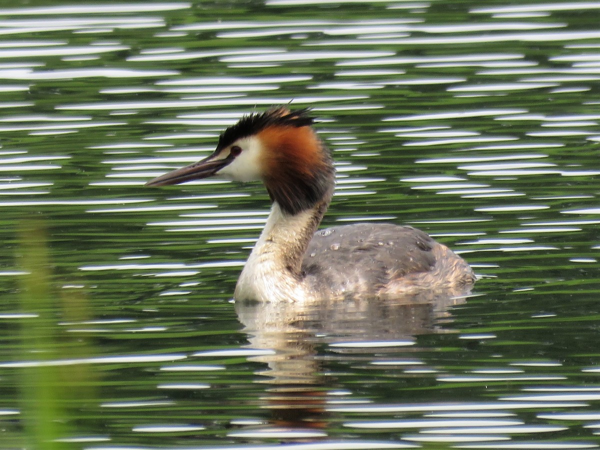 Great Crested Grebe - Stephen Taylor