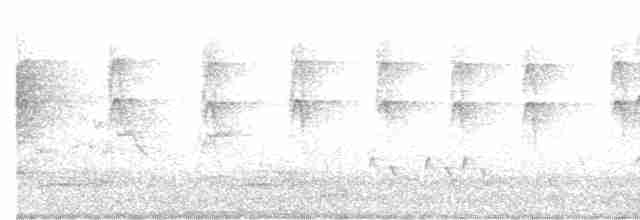 Gray Fantail (alisteri) - ML237756981