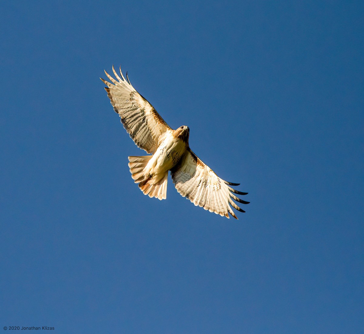 Red-tailed Hawk (borealis) - ML237759101