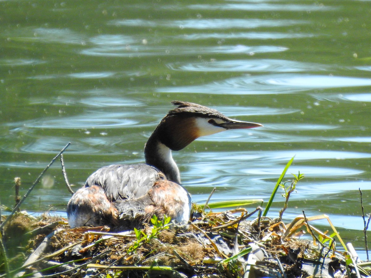 Great Crested Grebe - ML237759971