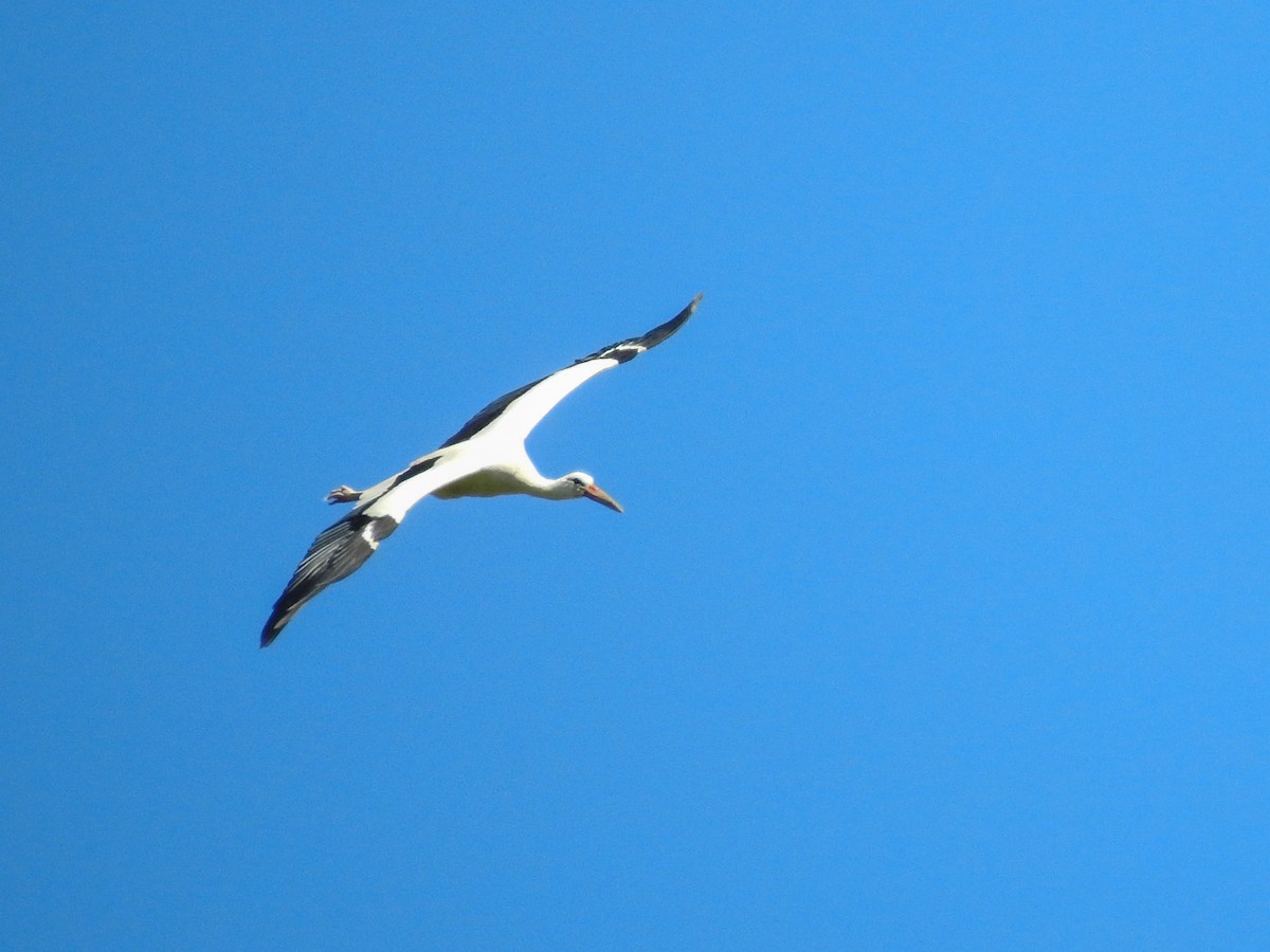 White Stork - ML237759991