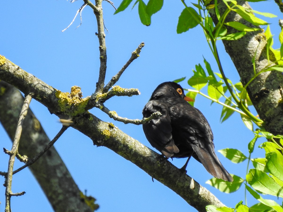 Eurasian Blackbird - Elmira Mustakimova