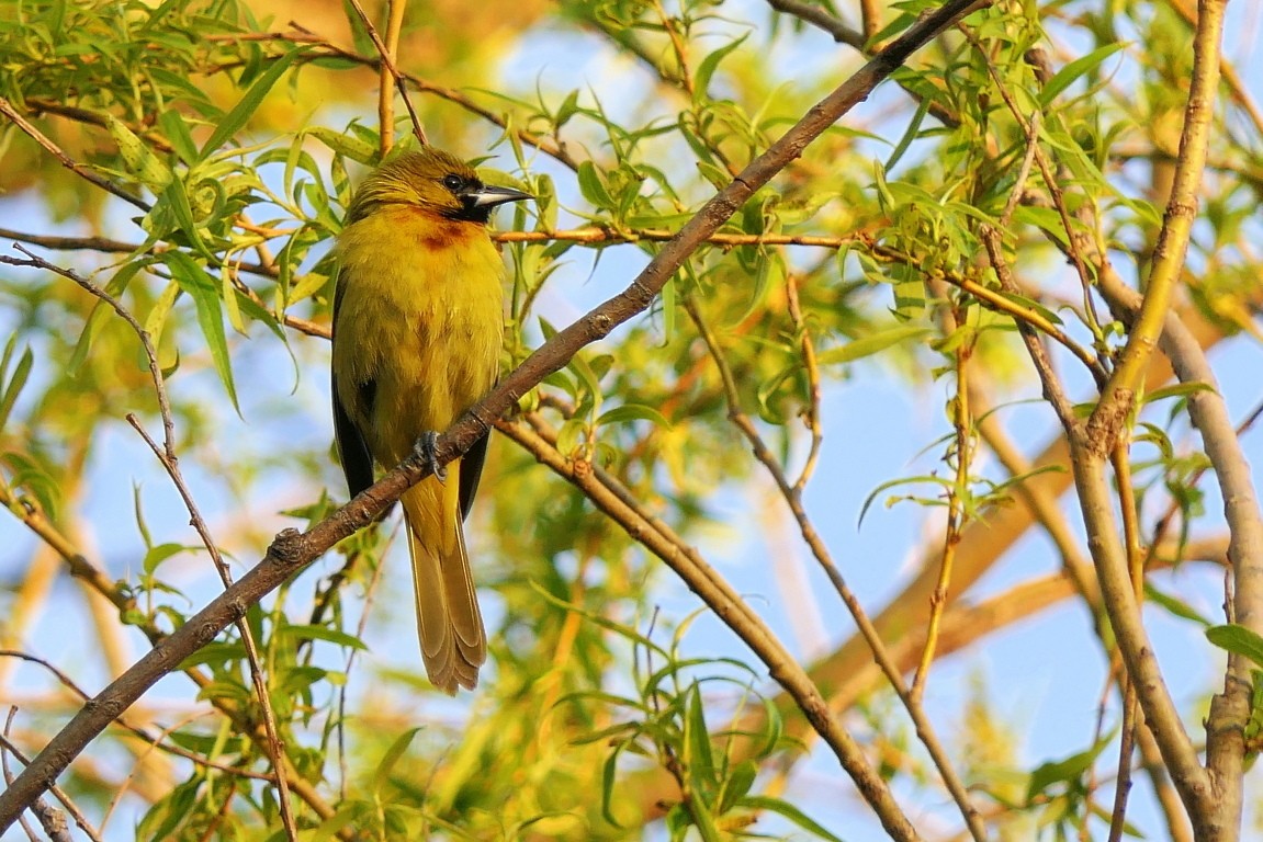 Orchard Oriole - ML237761971
