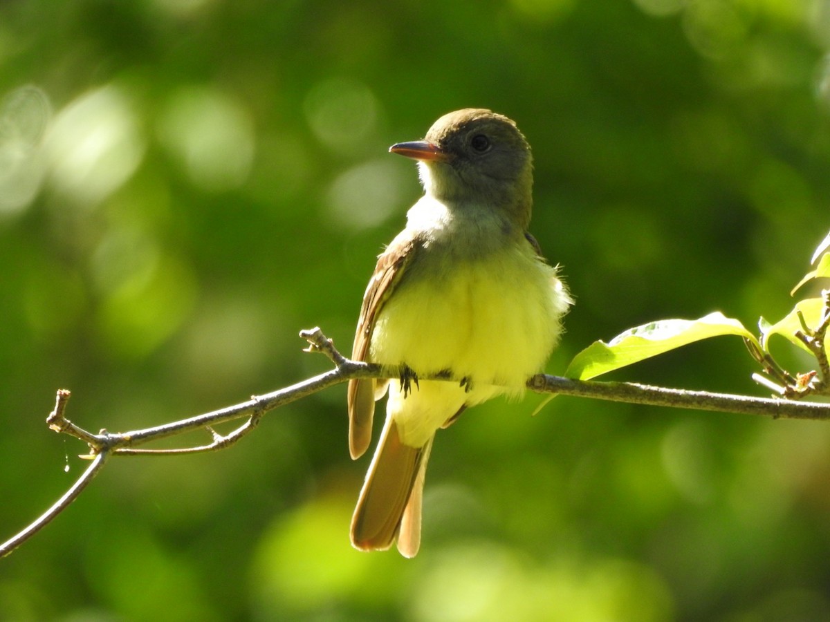 Great Crested Flycatcher - ML237771241