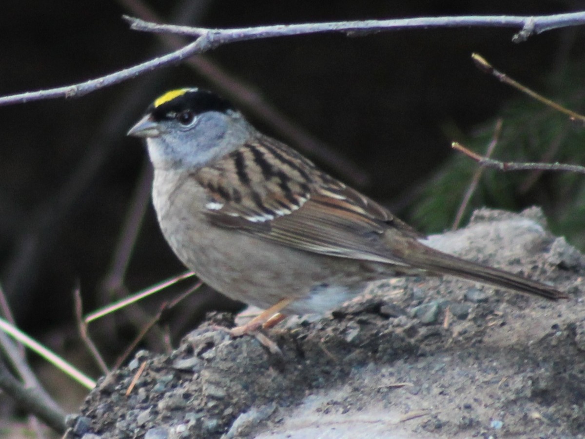 Golden-crowned Sparrow - ML237776491
