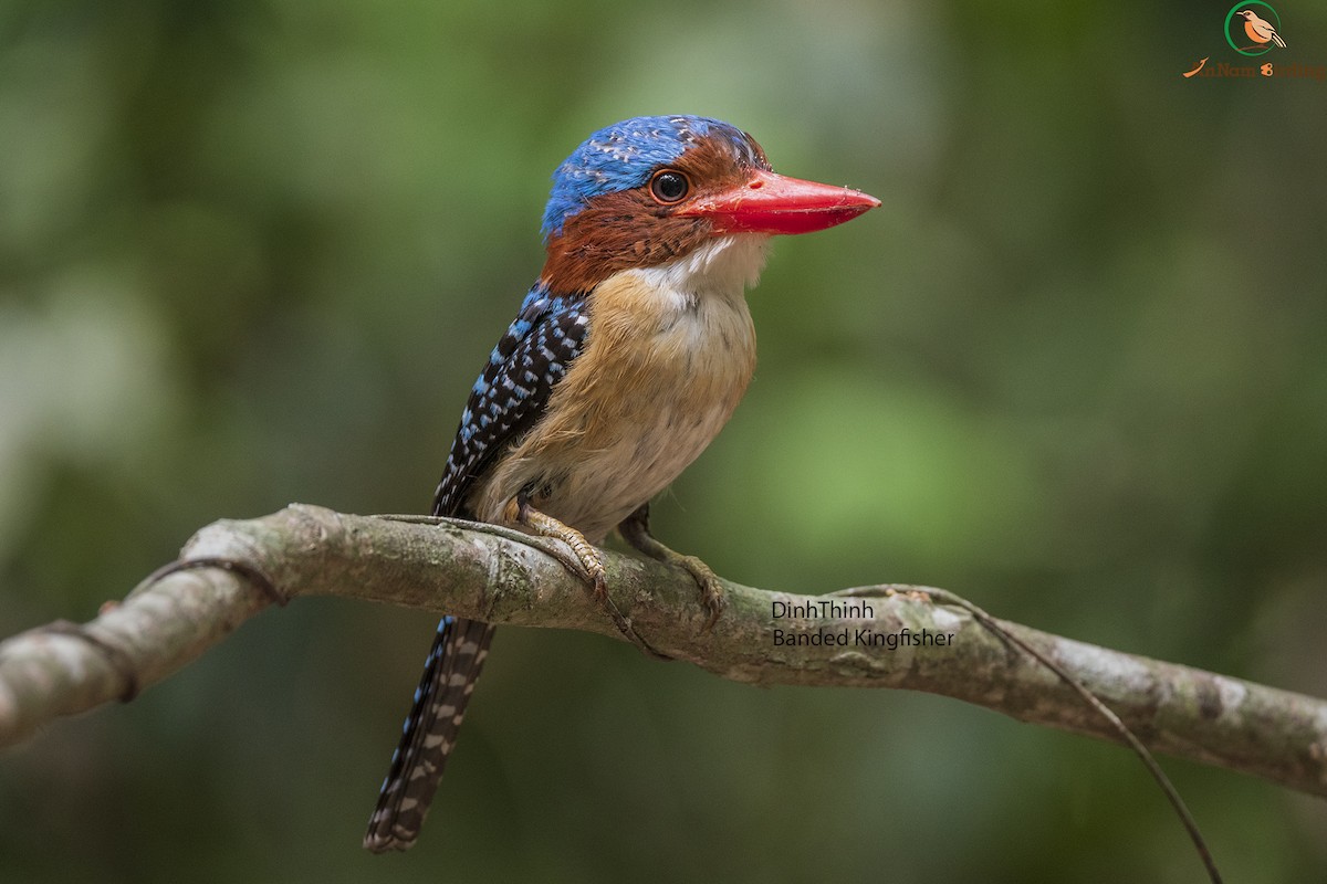 Banded Kingfisher - Dinh Thinh