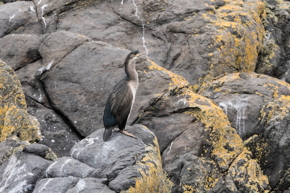 Spotted Shag - ML237780611
