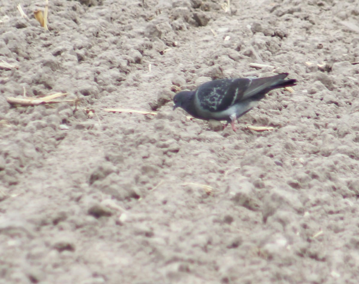 Rock Pigeon (Feral Pigeon) - Alex George