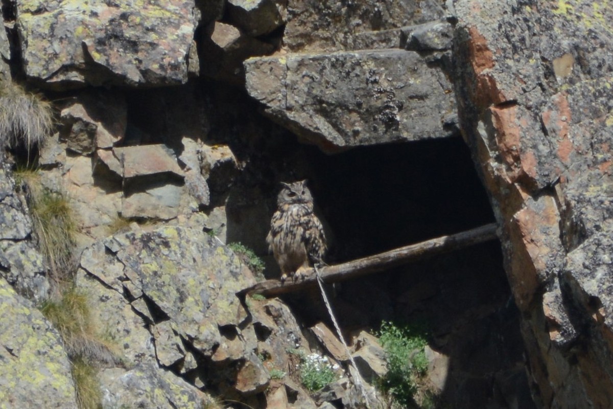 Eurasian Eagle-Owl - Ergün Cengiz