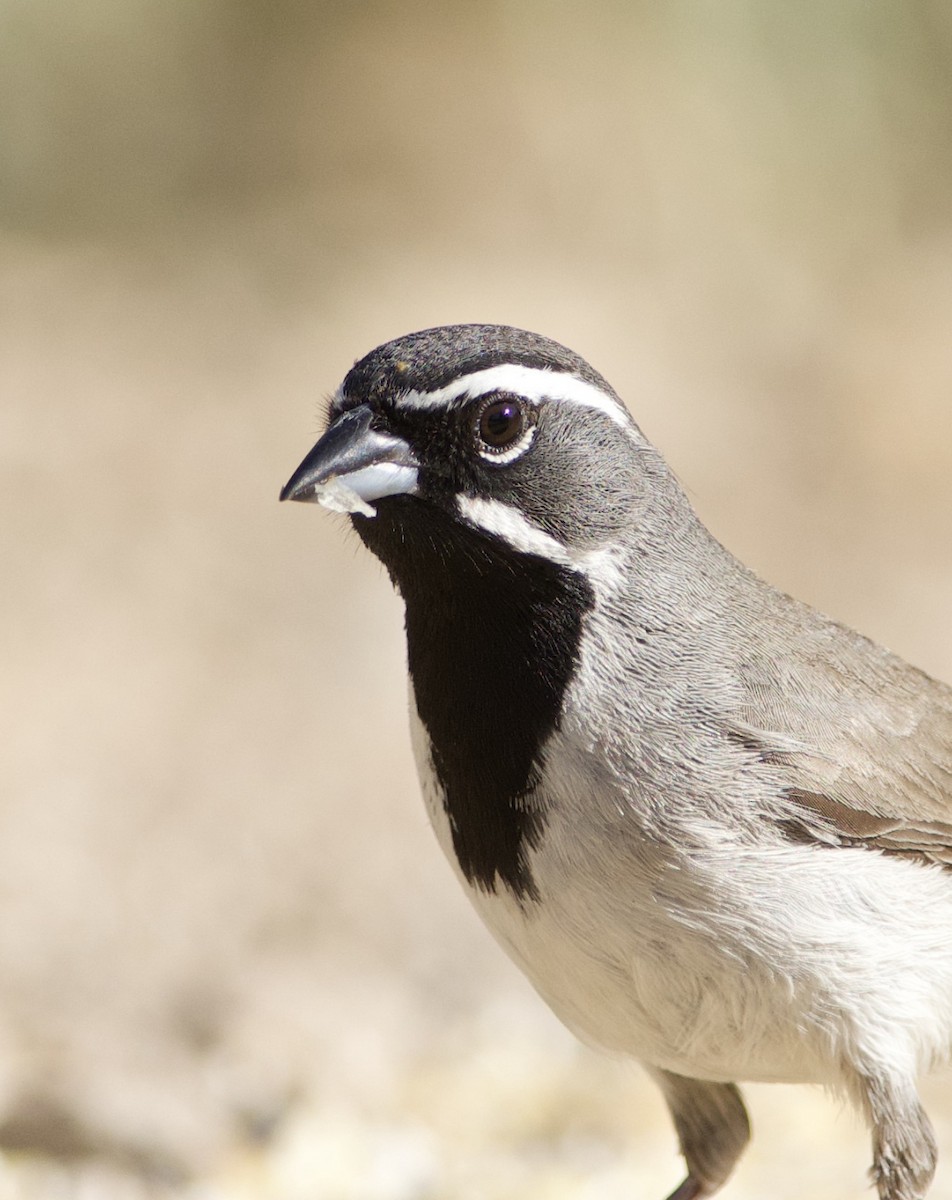 Black-throated Sparrow - Brandon Nidiffer