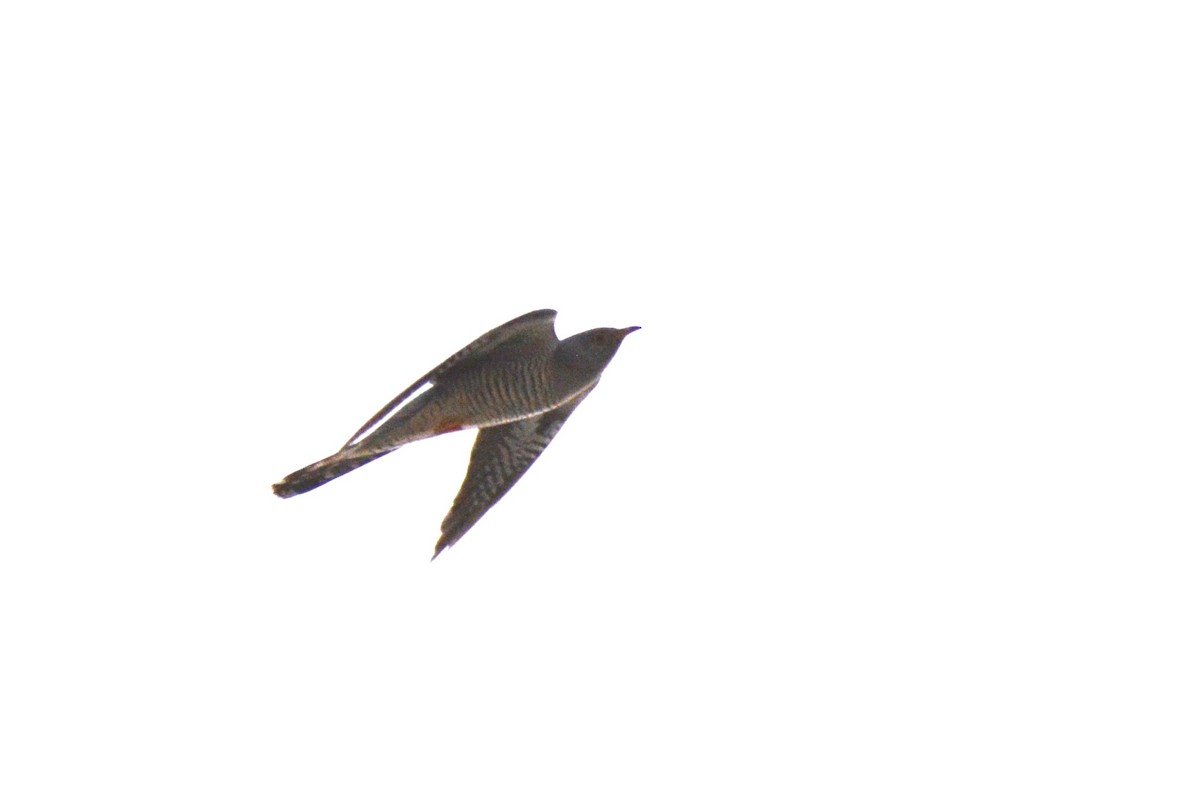 Common Cuckoo - Ergün Cengiz