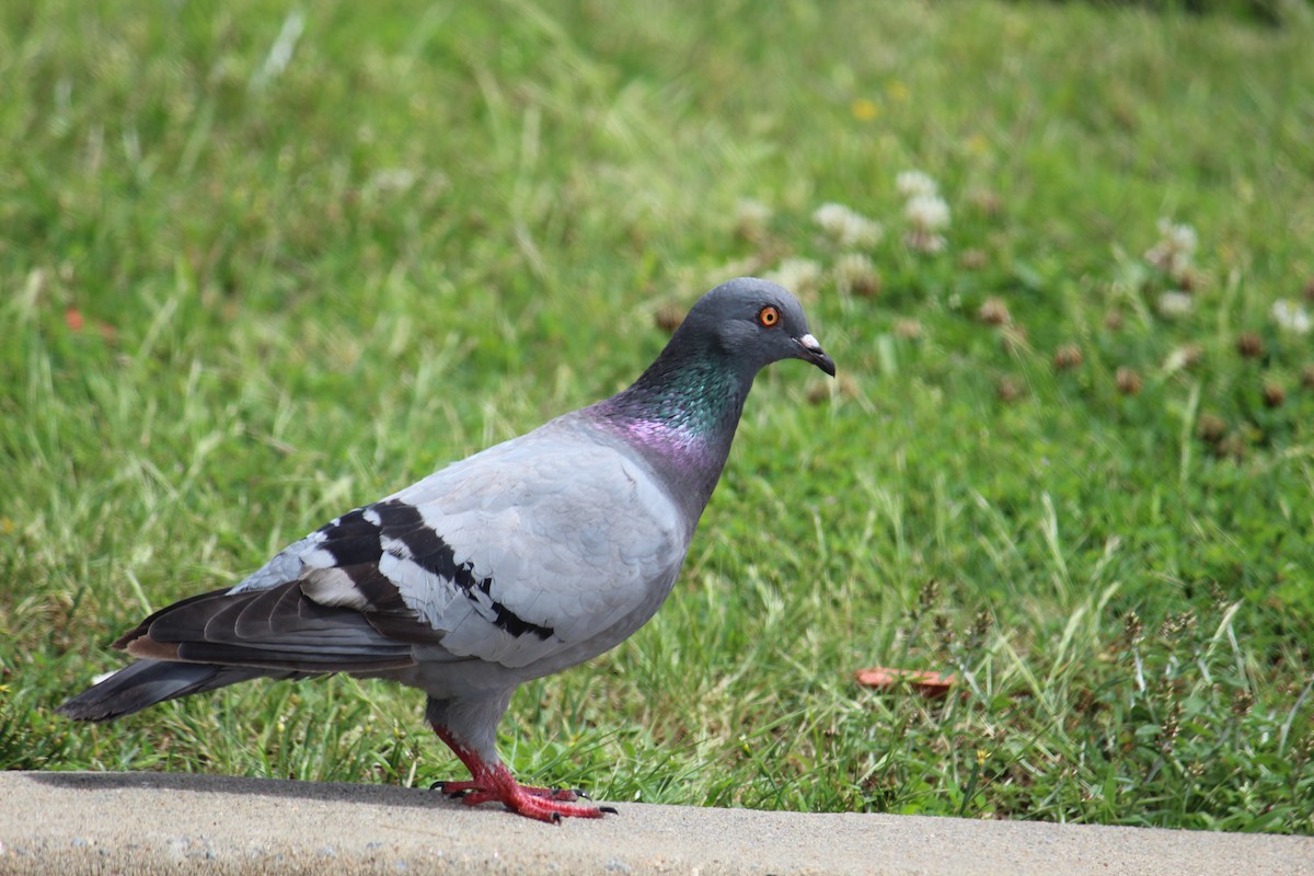 Rock Pigeon (Feral Pigeon) - ML237801711
