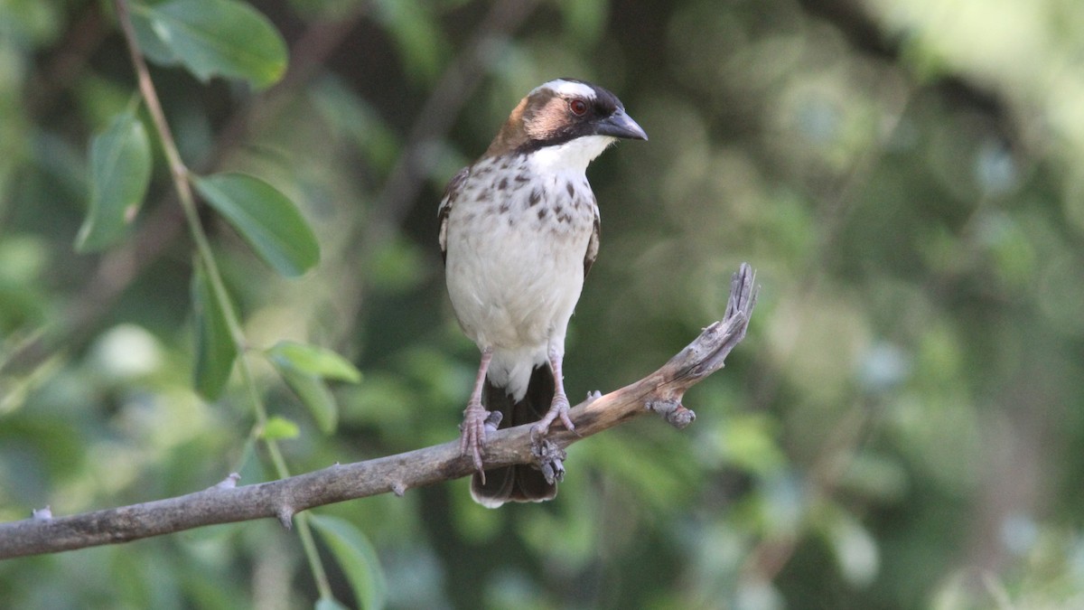 White-browed Sparrow-Weaver - Daniel Jauvin