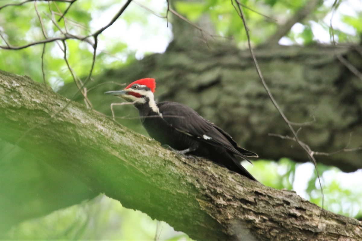 Pileated Woodpecker - ML237809841