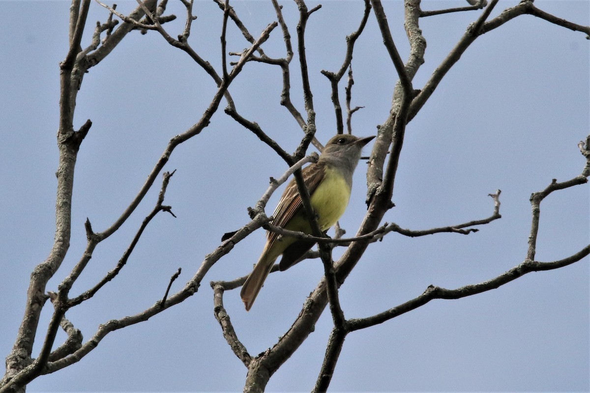 Great Crested Flycatcher - ML237810121
