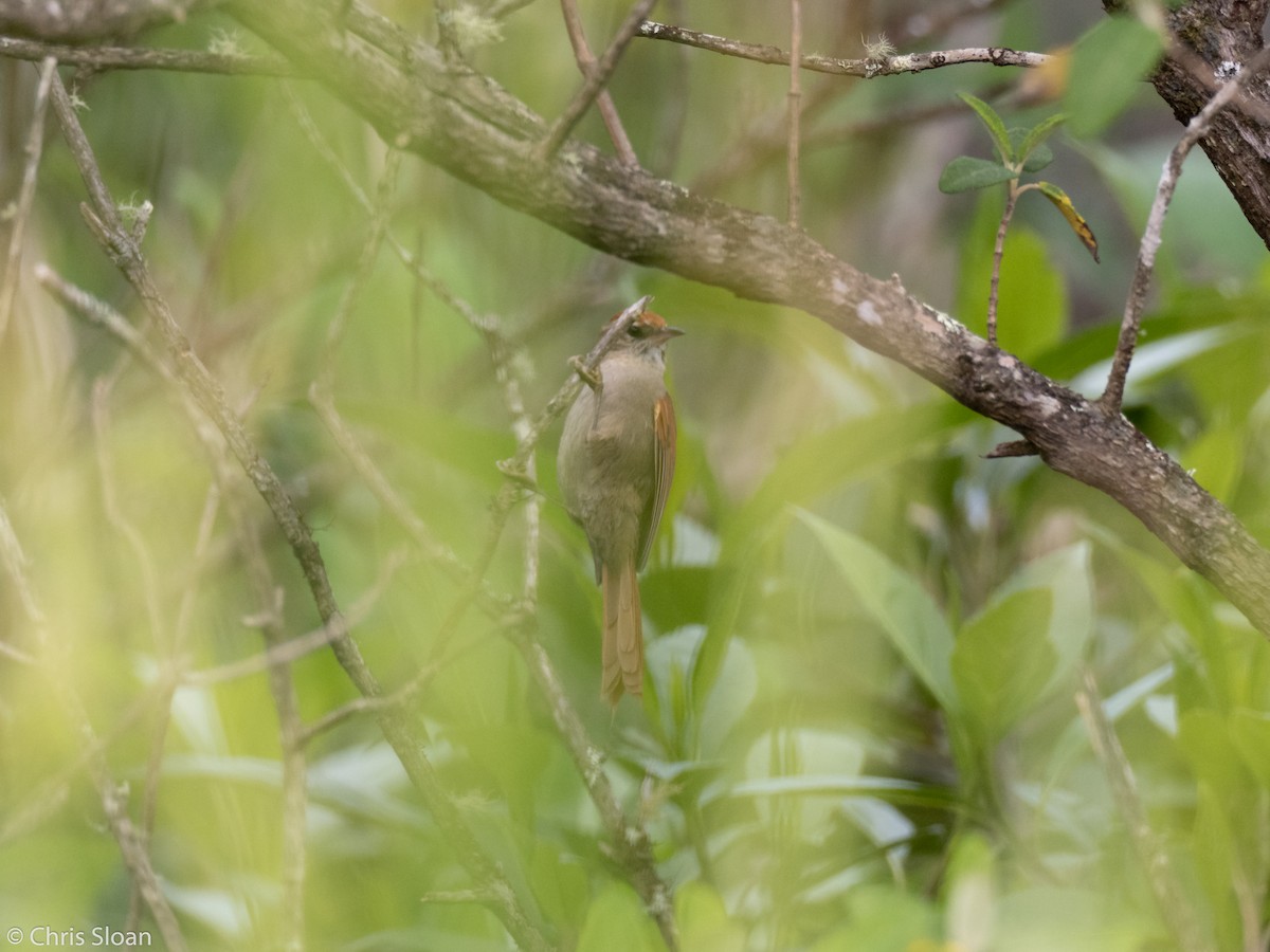 Line-cheeked Spinetail - ML237810391