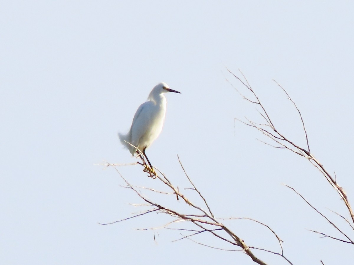 Snowy Egret - Babs Buck