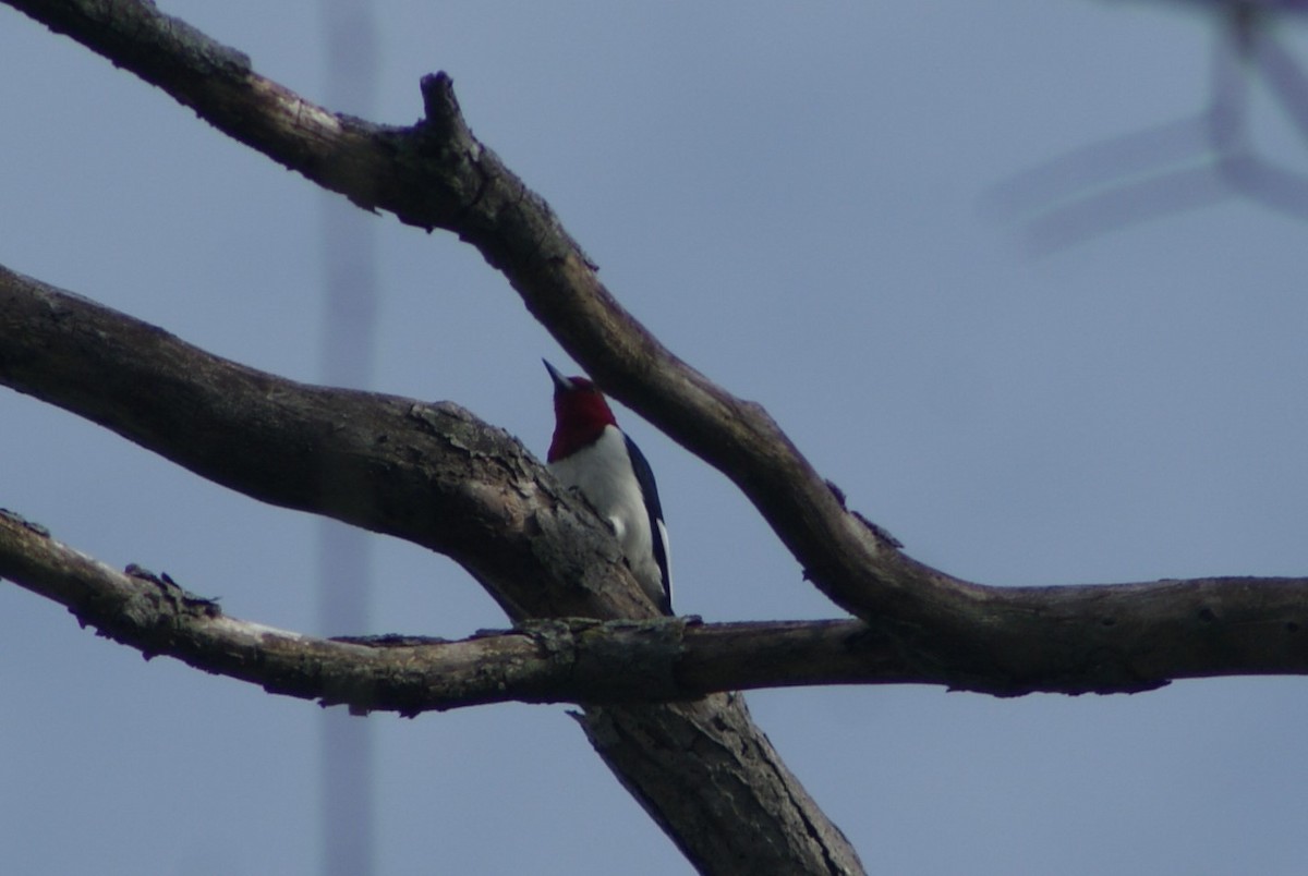 Red-headed Woodpecker - ML237816871
