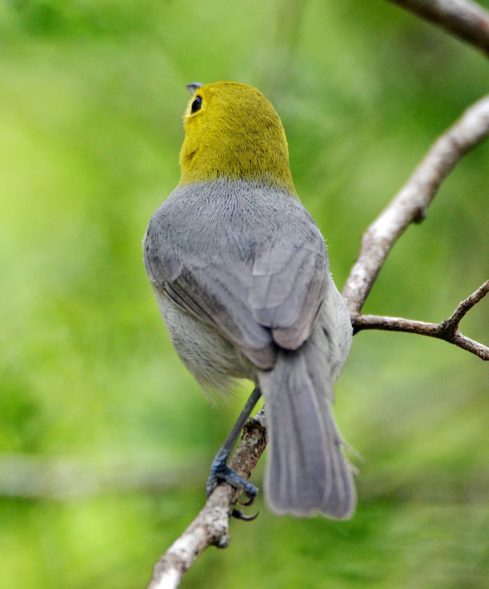 Yellow-headed Warbler - Michael J Good