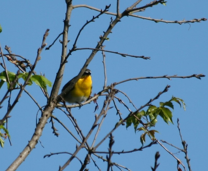 Yellow-breasted Chat - ML237822741