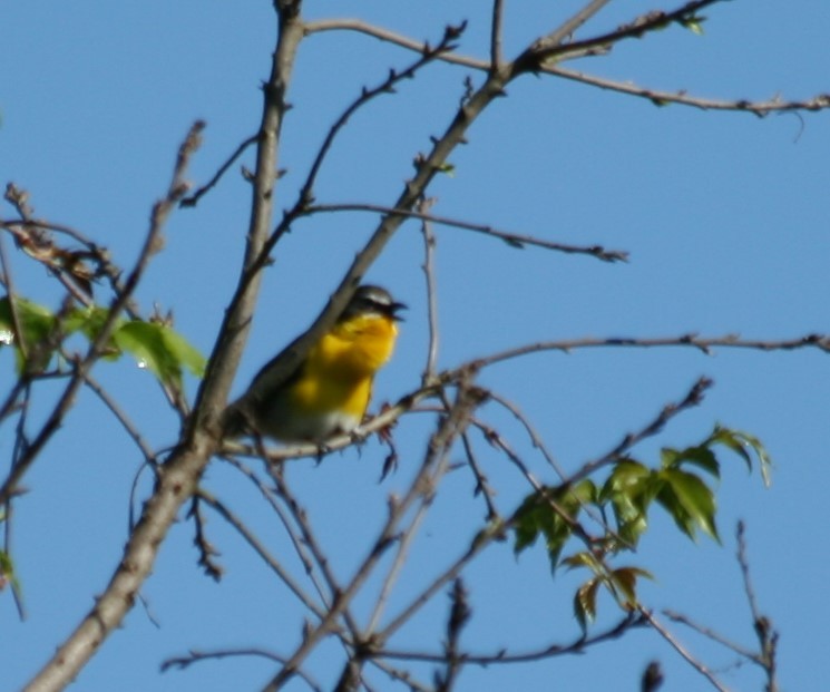 Yellow-breasted Chat - ML237822751