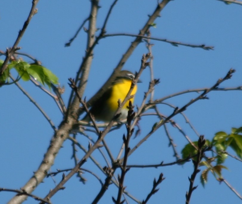 Yellow-breasted Chat - ML237822761