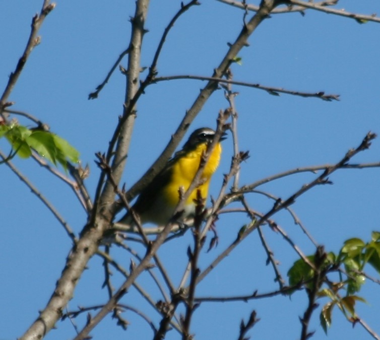 Yellow-breasted Chat - ML237822771